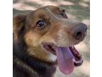 Adopt Mack a Red/Golden/Orange/Chestnut - with White Australian Shepherd / Mixed