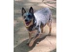 Adopt Cattle Dog (aka "Cattle D") a Gray/Blue/Silver/Salt & Pepper Australian