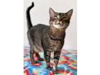 Adopt Cabana a Brown or Chocolate Domestic Shorthair / Domestic Shorthair /
