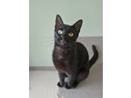 Adopt Barron a All Black Domestic Shorthair / Domestic Shorthair / Mixed cat in