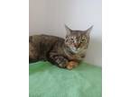 Adopt Moa a Brown or Chocolate Domestic Shorthair / Domestic Shorthair / Mixed