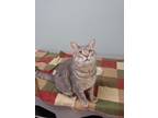 Adopt Tito a Gray or Blue Domestic Shorthair / Domestic Shorthair / Mixed cat in