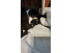 Adopt Ellie a All Black Domestic Shorthair / Domestic Shorthair / Mixed cat in