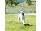 Adopt Scout a White - with Tan, Yellow or Fawn Mixed Breed (Medium) / Mixed dog