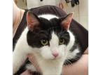 Adopt Kirby a Domestic Short Hair