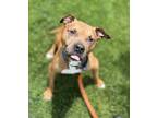 Adopt Gizmo a Pit Bull Terrier, Mixed Breed
