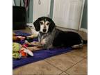 Adopt Alfie a Tricolor (Tan/Brown & Black & White) Beagle / Mixed dog in
