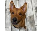 Adopt Westley a Brindle Cattle Dog / Shiba Inu / Mixed dog in Clearwater