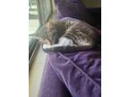 Adopt Matthew a Brown Tabby Domestic Shorthair (short coat) cat in Queen Creek