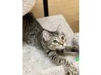 Adopt Frederique a Gray or Blue Domestic Shorthair (short coat) cat in Queen