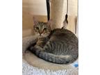 Adopt Mowgli a Brown Tabby Domestic Shorthair (short coat) cat in Queen Creek