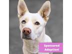 Adopt Ivory a White Husky / Mixed Breed (Medium) / Mixed (short coat) dog in