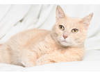 Adopt Penny a Orange or Red Domestic Shorthair / Domestic Shorthair / Mixed cat