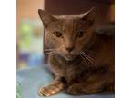 Adopt Chewy a Gray or Blue Domestic Shorthair / Mixed cat in Pittsburgh