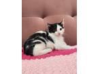 Adopt Lulu a Black & White or Tuxedo Domestic Mediumhair (medium coat) cat in