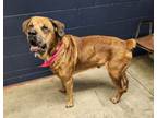 Adopt Optimus Prime a Mastiff