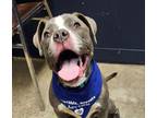 Adopt Jamal a Pit Bull Terrier