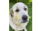 Adopt Simba a Great Pyrenees