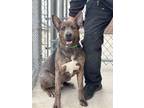 Adopt Sonny a Belgian Shepherd / Malinois