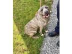 Adopt Herc a Cane Corso