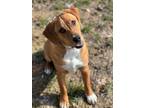 Adopt Bud a Redbone Coonhound, Beagle