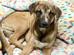 Adopt BUSTER a Labrador Retriever, Mixed Breed