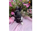 Adopt Grumpy a Black Dwarf / Mixed rabbit in Latrobe, PA (38584137)