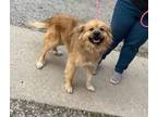 Adopt Chowder a Chow Chow, Mixed Breed