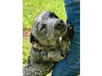 Adopt Dusty a Australian Cattle Dog / Blue Heeler, Mixed Breed