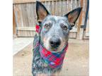 Adopt Kramer a Australian Cattle Dog / Blue Heeler