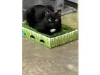 Adopt Mystic *Spirit Cat* a All Black Domestic Shorthair / Mixed cat in Bolton