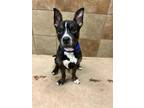 Adopt Chip Skylark a Pit Bull Terrier, Mixed Breed