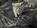 Russian Blue Kittens