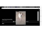 Adopt Butch a Jack Russell Terrier