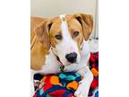 Adopt Champ a Hound, Pit Bull Terrier