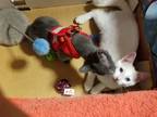 Adopt Smitten a Gray or Blue Domestic Shorthair (short coat) cat in Carlsbad