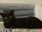 Adopt Everett a All Black Domestic Shorthair (short coat) cat in Carmel