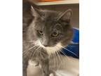 Adopt Bloomer a Gray or Blue (Mostly) Domestic Longhair (long coat) cat in