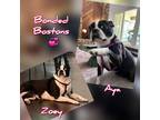 Adopt Aya a Black - with White Boston Terrier / Mixed dog in Dallas