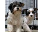 Adopt TRex and TriceraPups ( Bonded Brothers) a Yorkshire Terrier