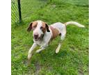 Adopt Kentucky (HW+) (@ Florence 6/6) a Hound, Retriever