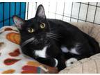 Adopt Minnie a All Black Domestic Shorthair / Domestic Shorthair / Mixed cat in