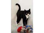 Adopt Wuzzles a All Black Domestic Shorthair / Domestic Shorthair / Mixed cat in