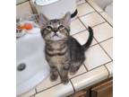 Adopt Jerry a Brown Tabby Domestic Shorthair (short coat) cat in Tehachapi