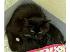 Adopt Midnight a All Black Domestic Mediumhair / Domestic Shorthair / Mixed cat