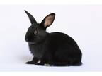 Adopt Reed a Havana / Mixed (short coat) rabbit in Scotts Valley, CA (38537622)