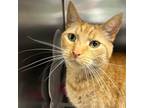 Adopt Sunny a Domestic Short Hair