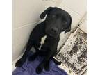 Adopt Kudo a Black Labrador Retriever