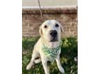 Adopt Hulk a Great Pyrenees, Labrador Retriever