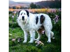 Adopt CIVIC a Great Pyrenees